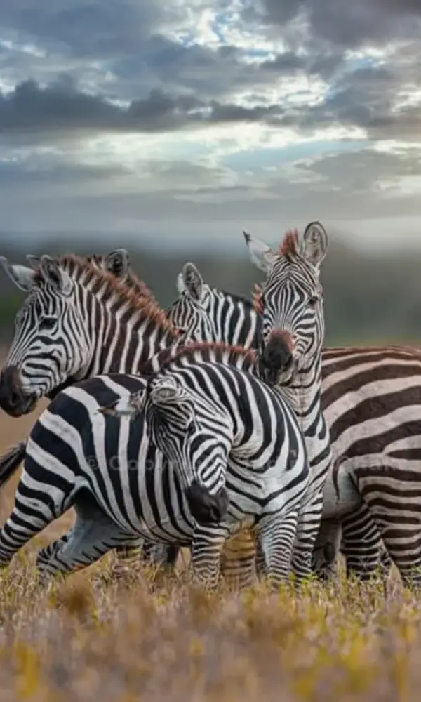 Kenya Big Five Adventure Safari