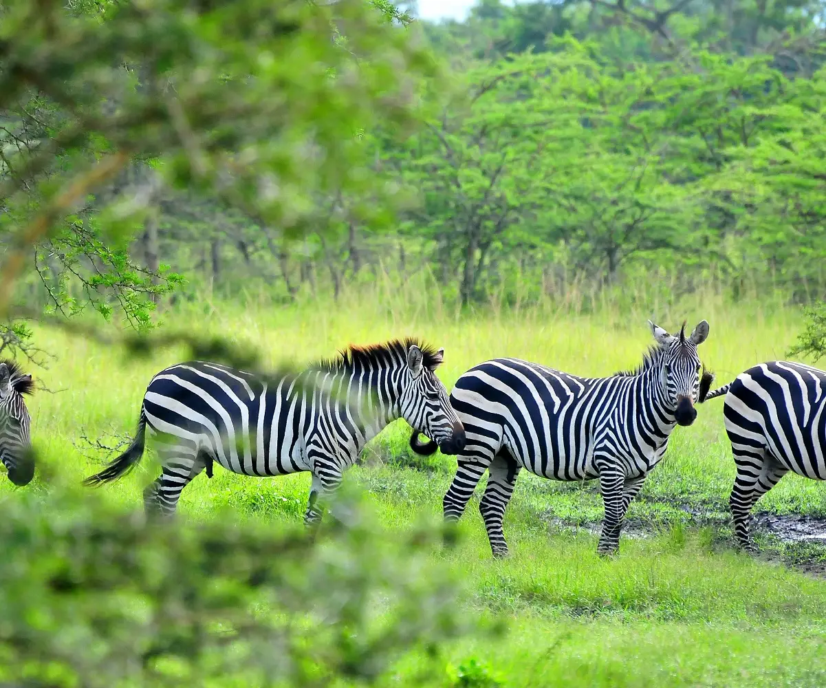 Uganda Birding Tour