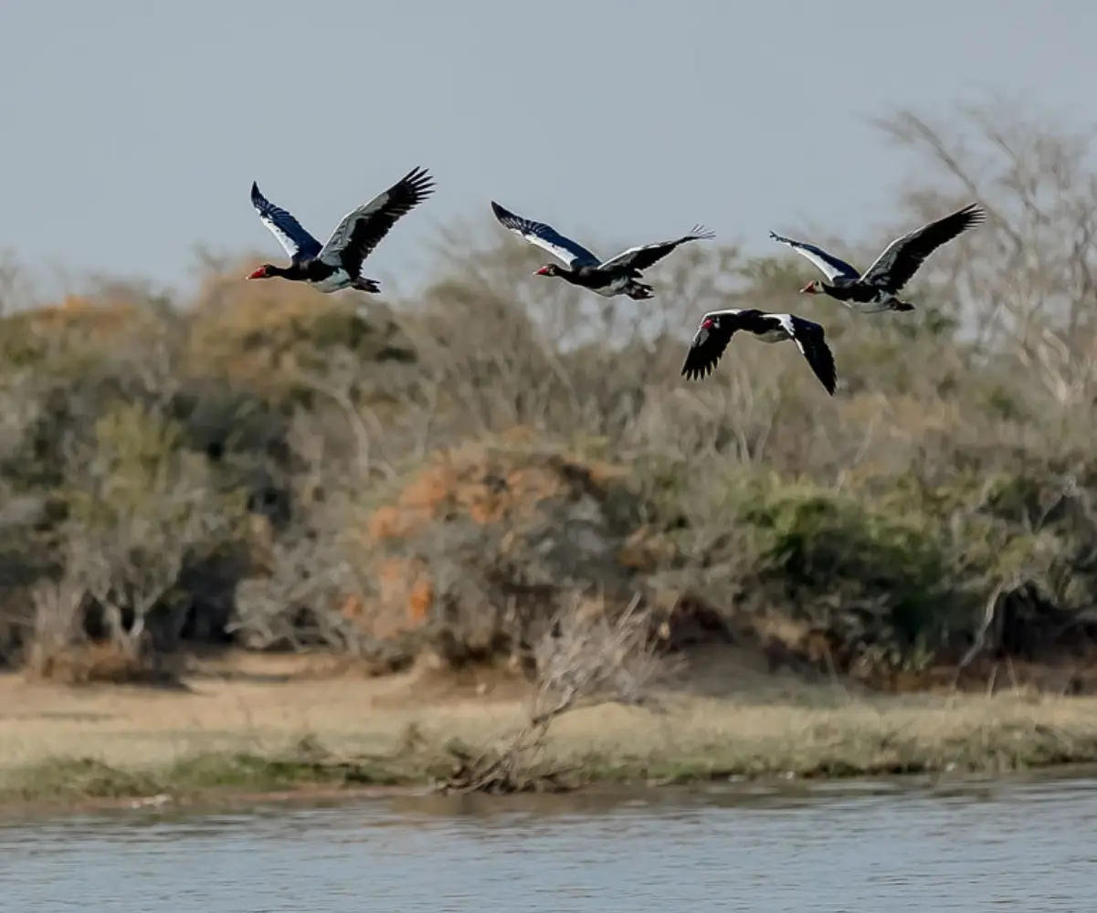 Uganda Birding Tour