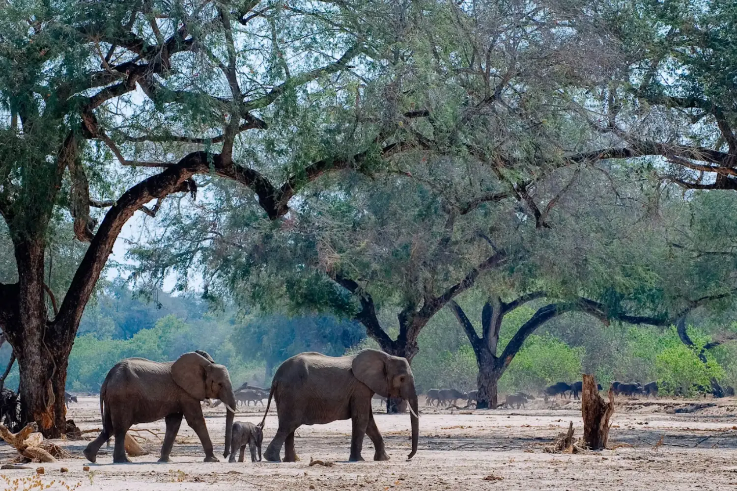 Zimbabwe Safari Tours