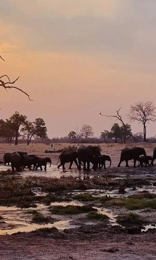 Zimbabwe Safari Tours