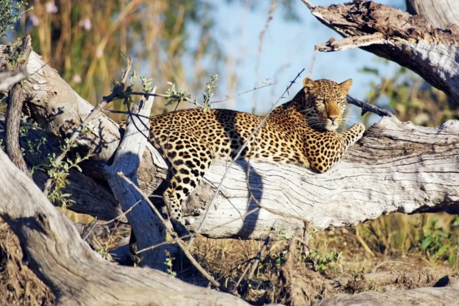 Zambia Safari Highlights