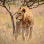 9 Days South Africa & Zimbabwe Grand Safari Adventure