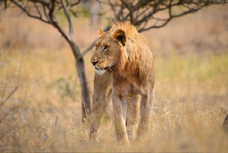 Best Time to Visit Kenya for a Safari