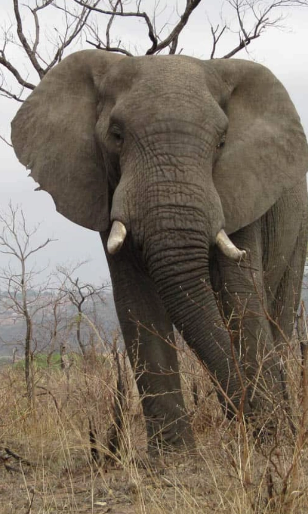 9 Days South Africa & Zimbabwe Grand Safari Adventure