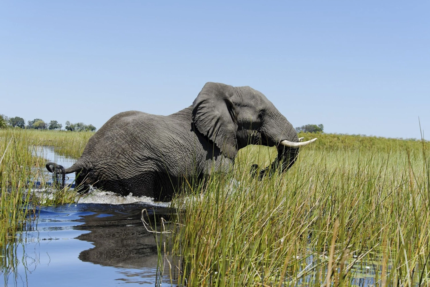 9 Days Victoria Falls & Okavango Delta Safari WildLife