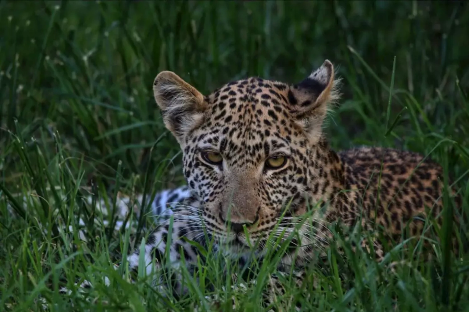 9 Days Victoria Falls & Okavango Delta Safari WildLife