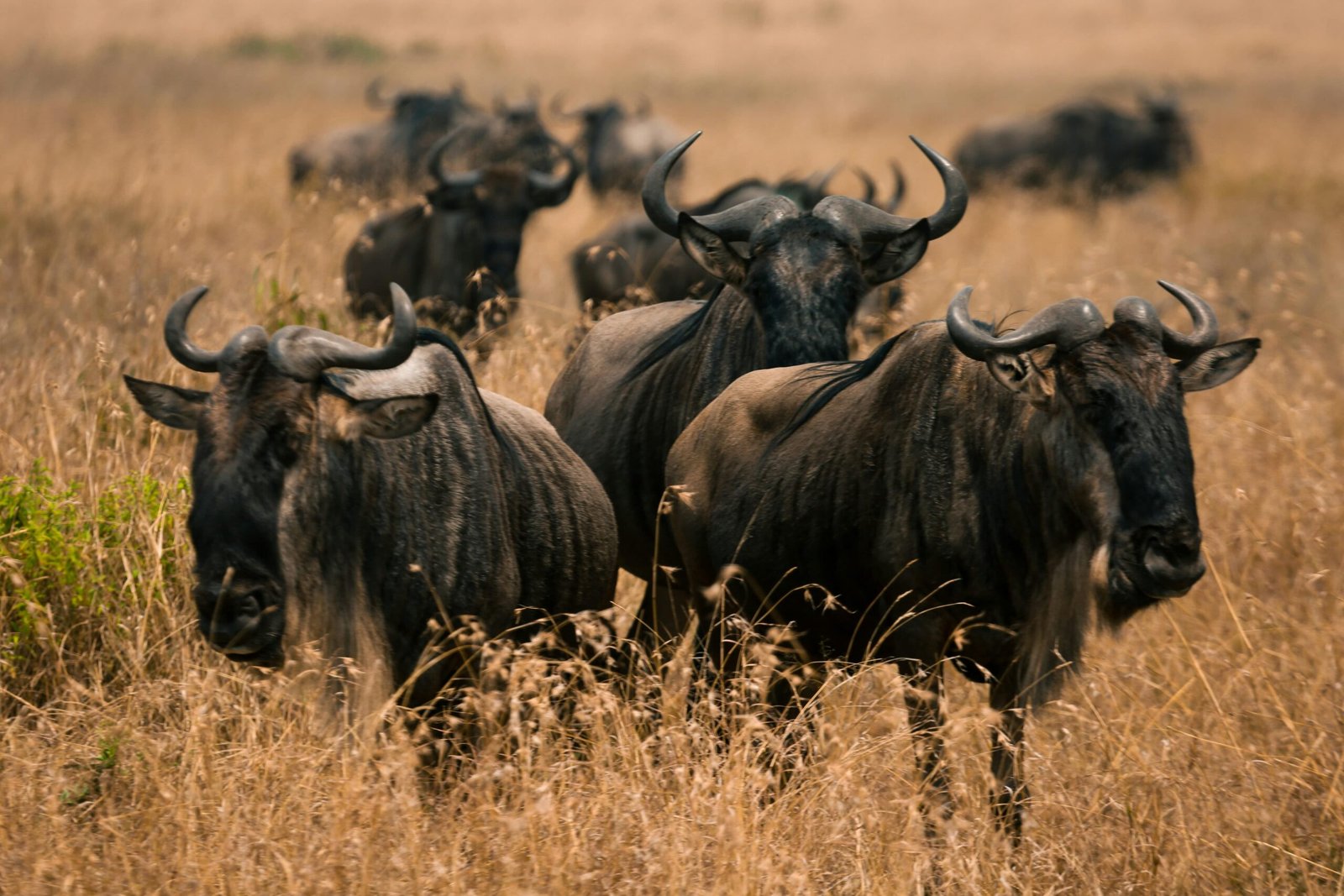 Best Time to Visit Kenya for a Safari