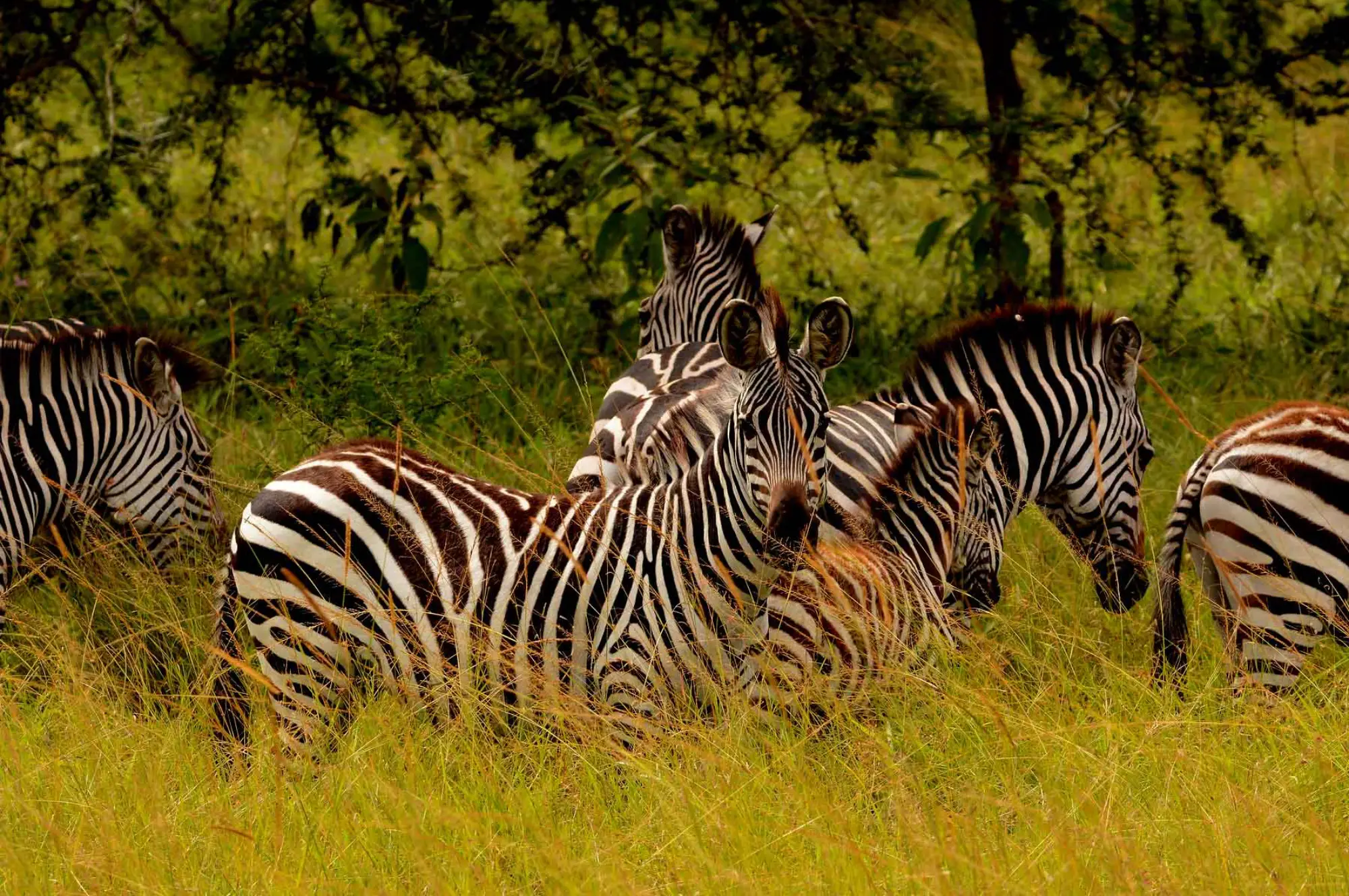 lake mburo