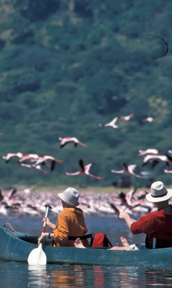 Bird Watching Safari
