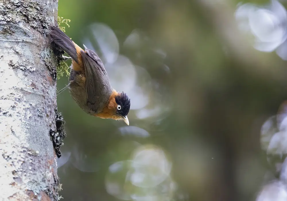 Bird Watching Safari