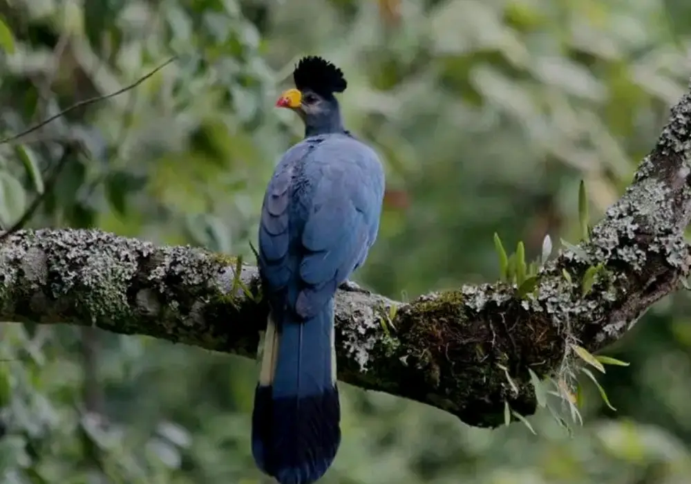 Bird Watching Safari