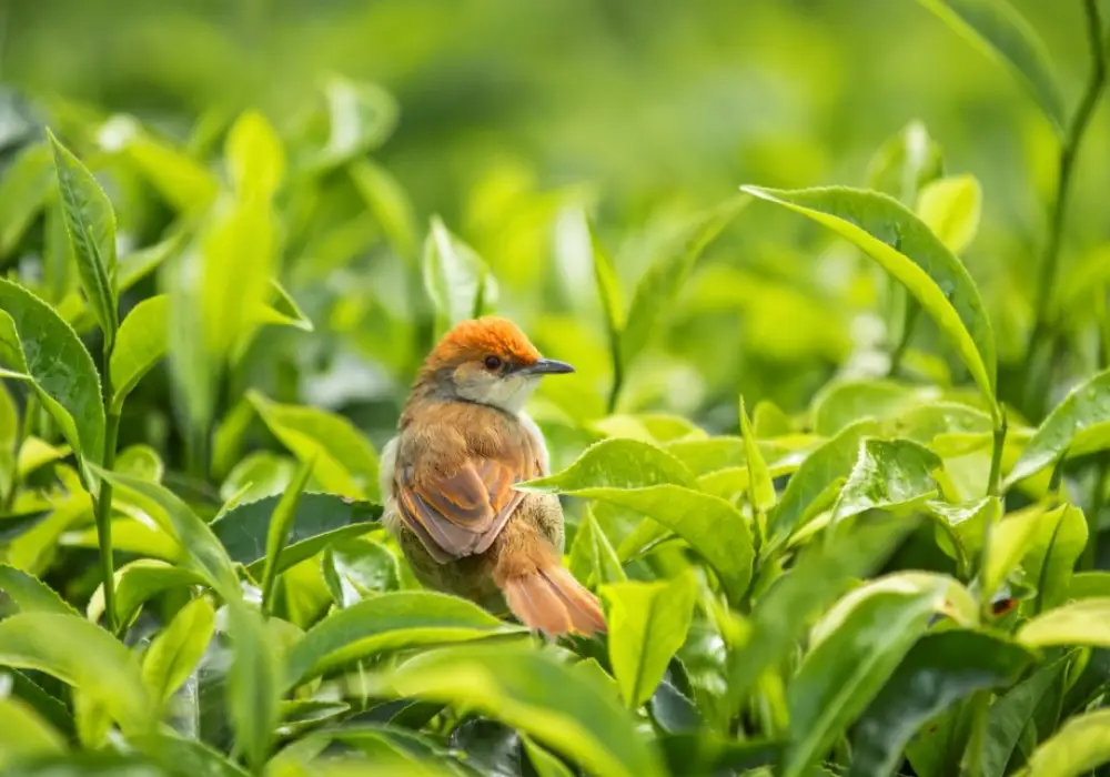 Bird Watching Safari