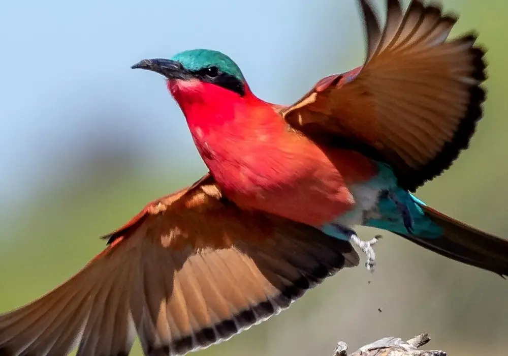 Bird Watching Safari