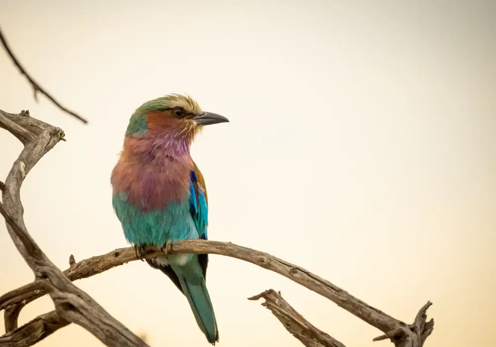 Bird Watching Safari