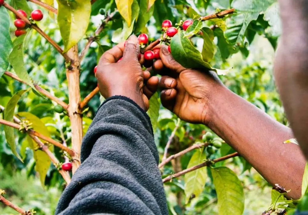 Coffee Tours