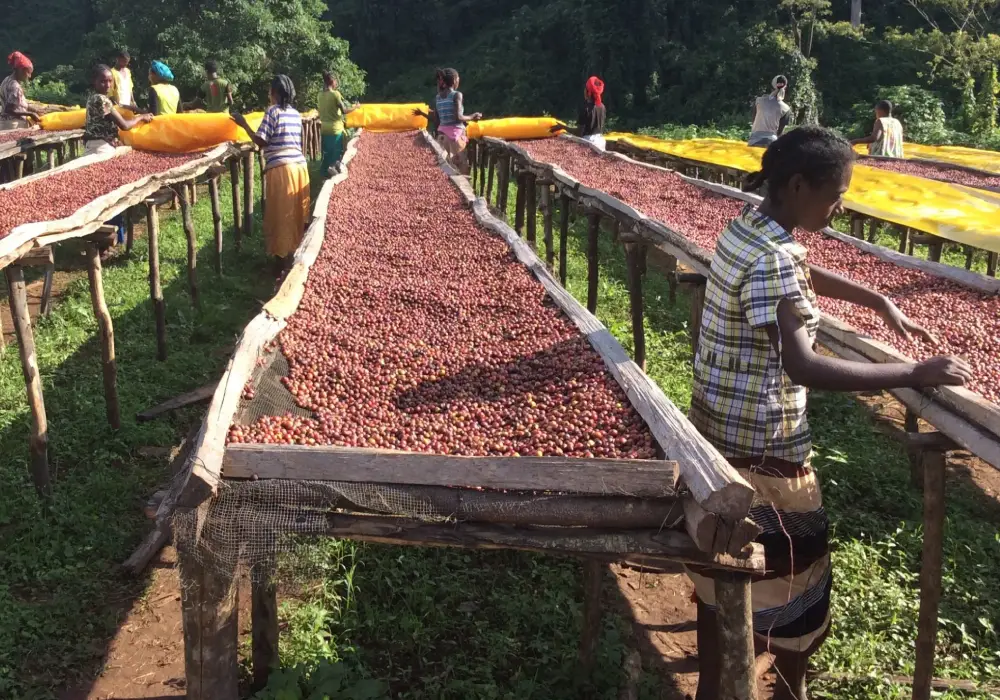 Coffee Tours