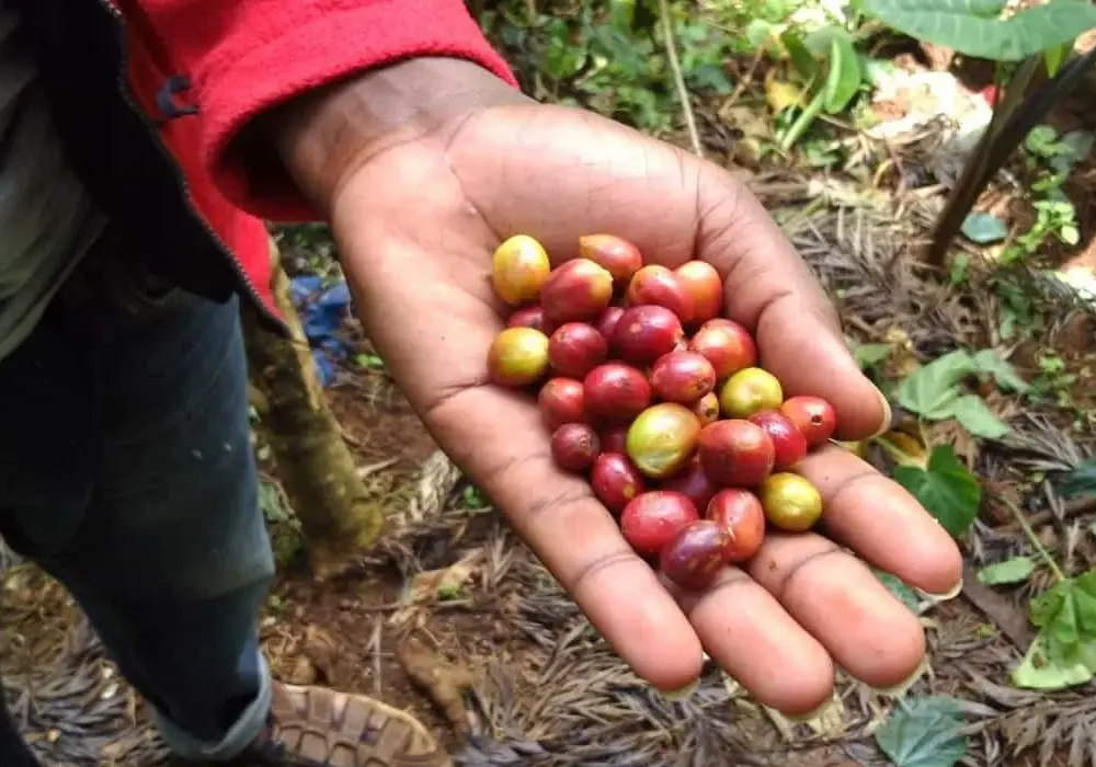 Coffee Tours