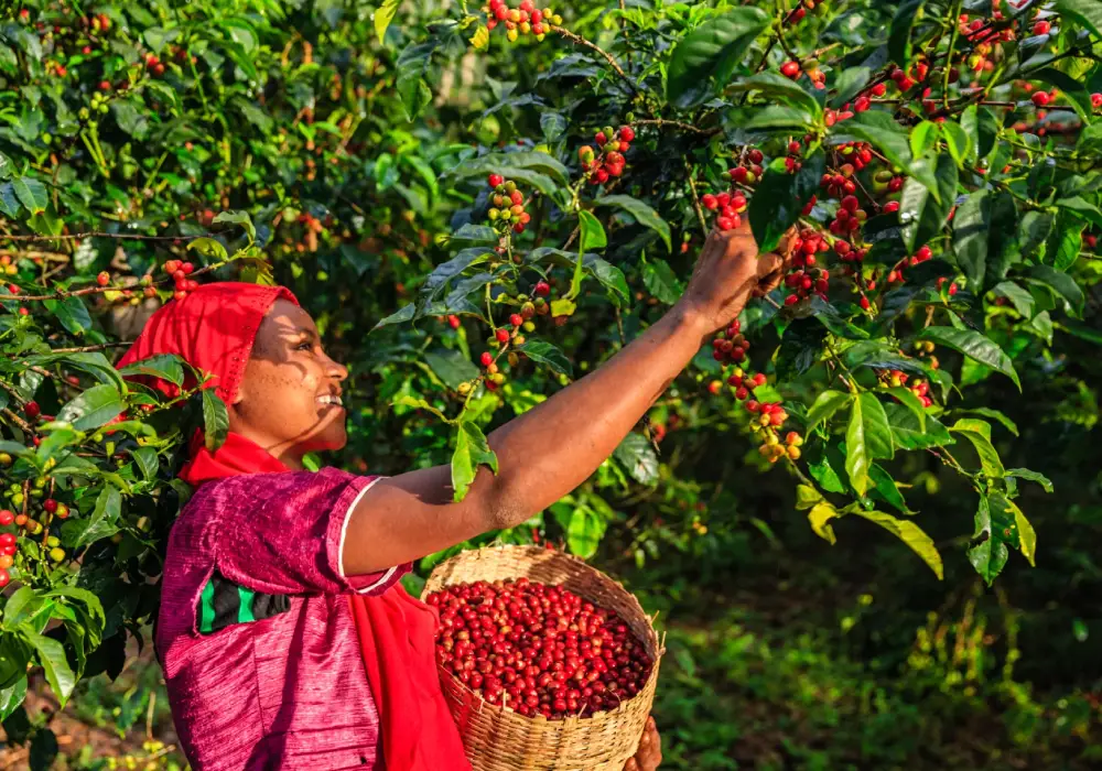 Coffee Tours
