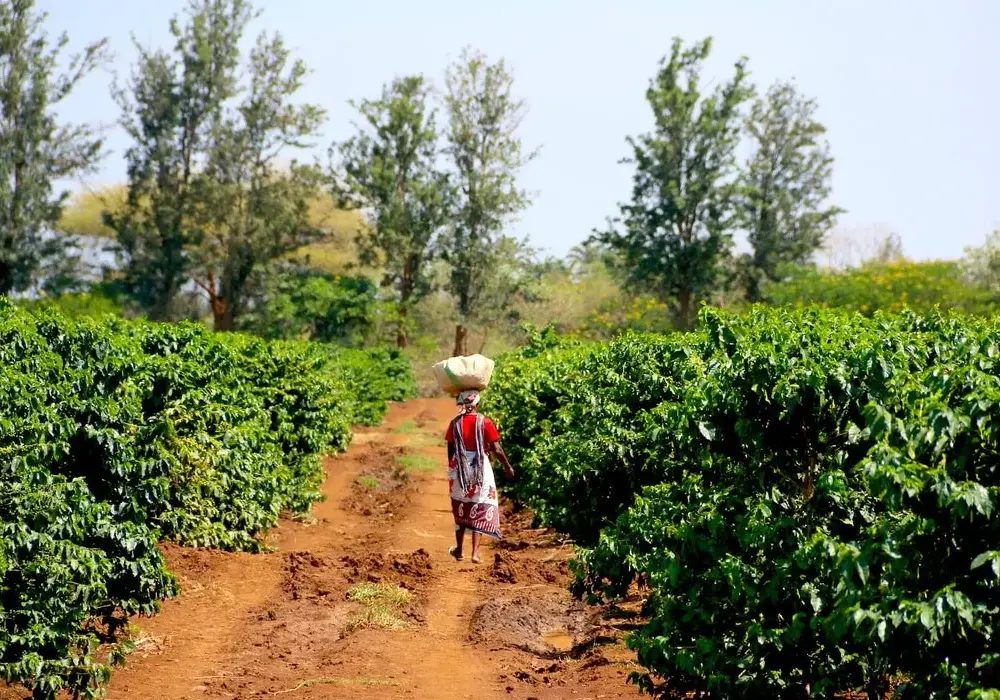 Coffee Tours