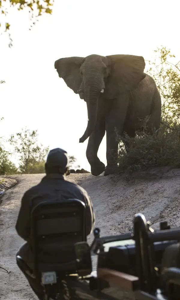 Game Drives