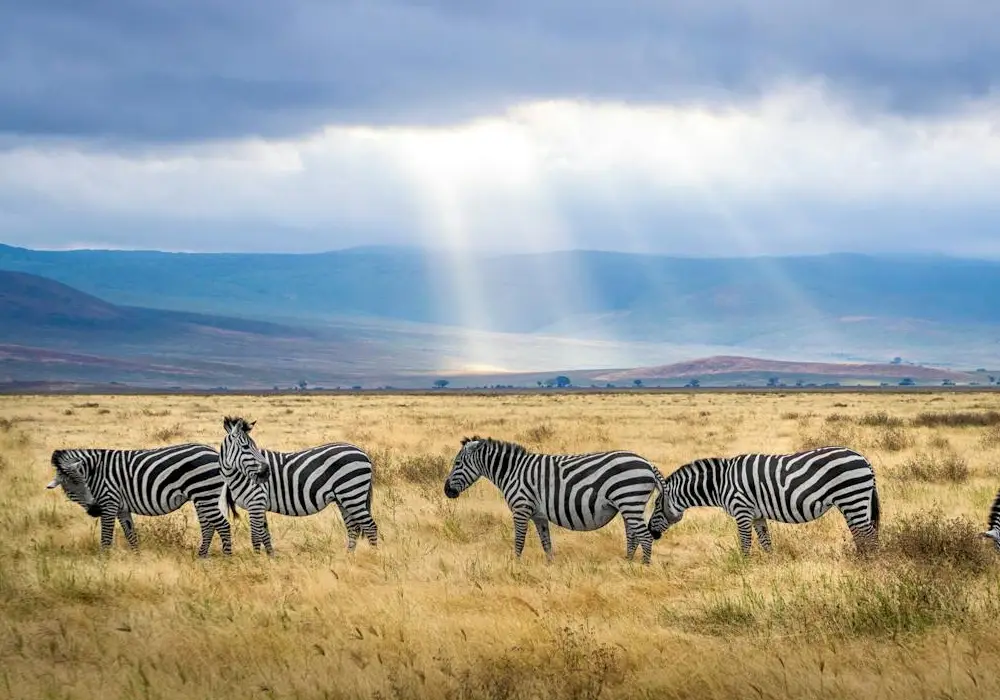 Game Drives