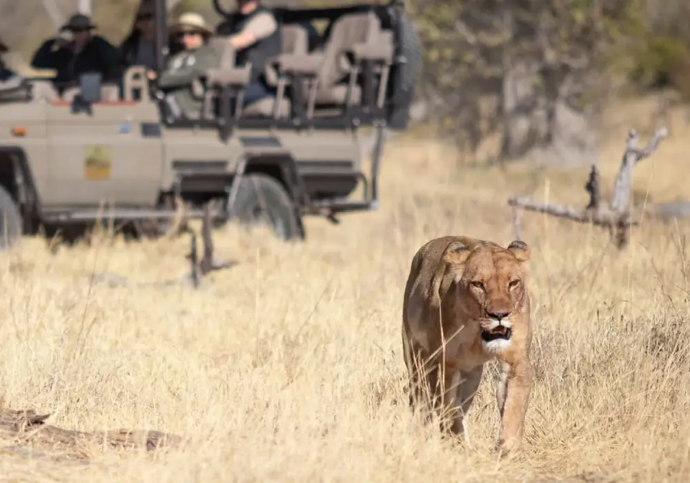 Game Drives