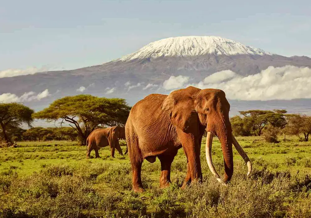 Game Drives