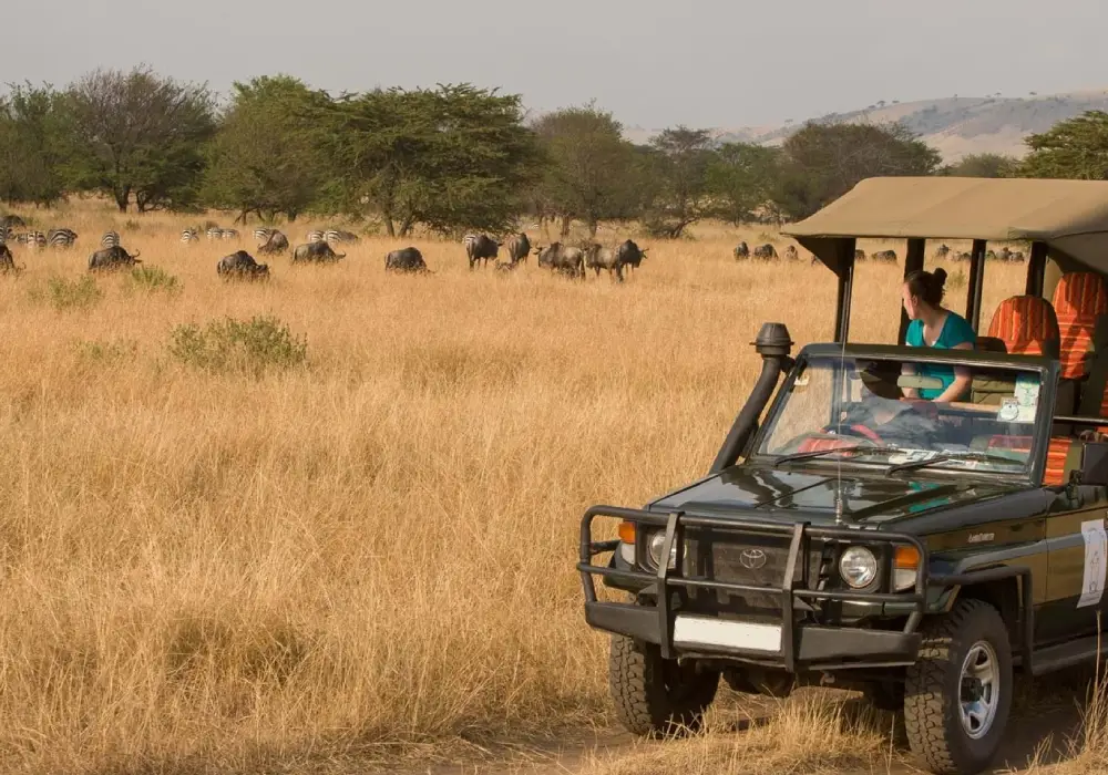 Game Drives