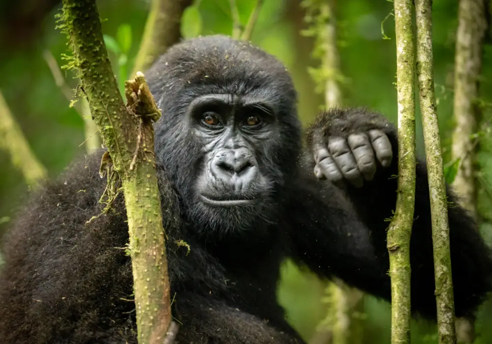Gorilla Trekking