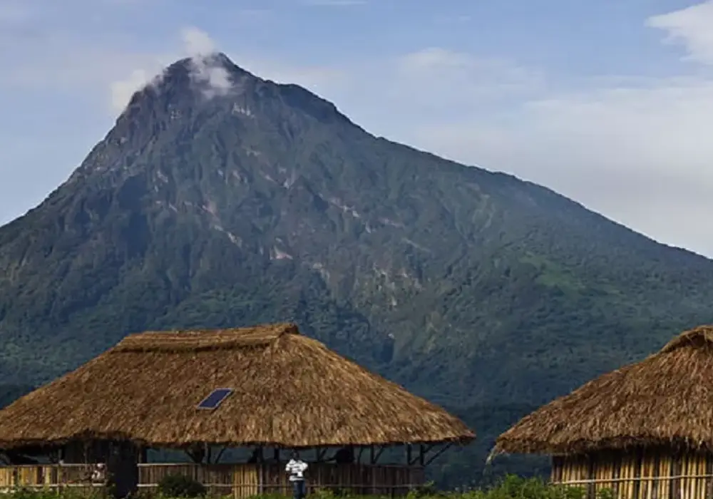 Gorilla Trekking