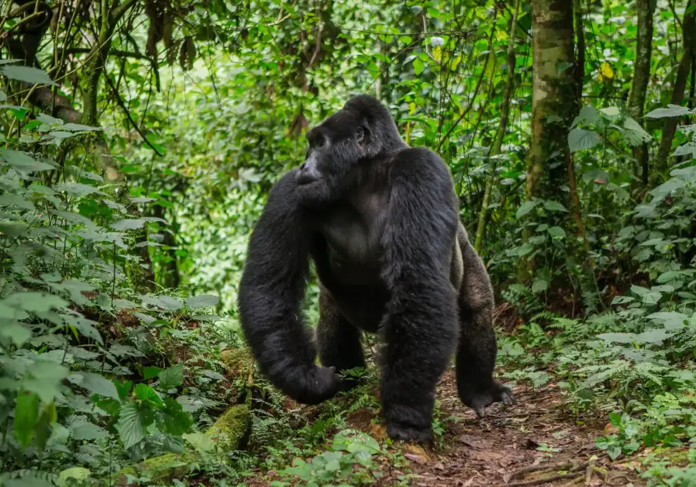 Gorilla Trekking