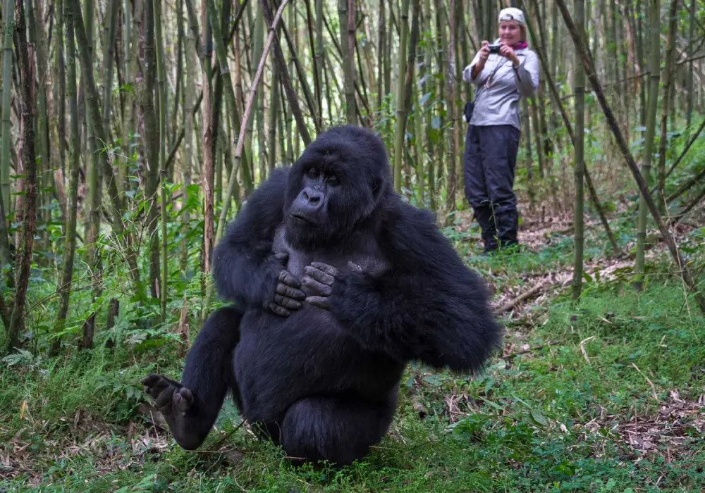 Gorilla Trekking