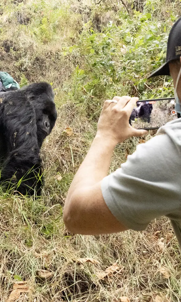 Gorilla Trekking