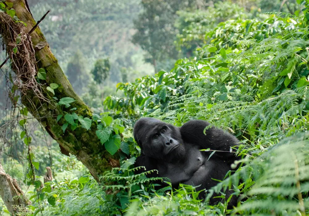 Gorilla Trekking