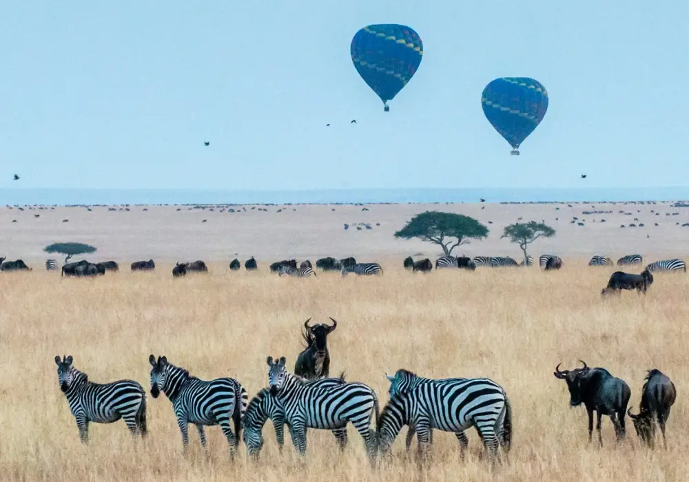 Hot Air Balloon Safari
