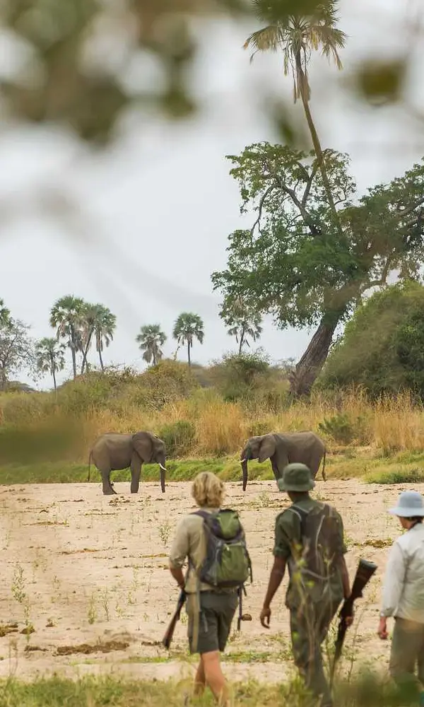 Walking Safari