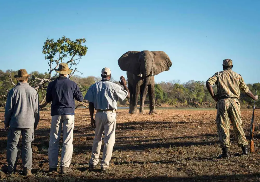 Walking Safari