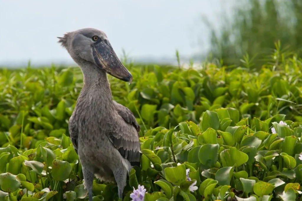 mabamba swamp