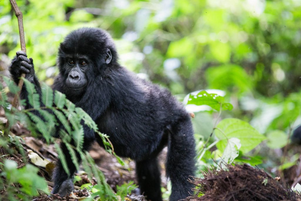 Best Time to Visit Uganda