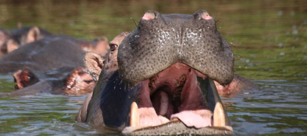 Lake Mburo National Park – A Compact Gem in Uganda’s Wild Heart