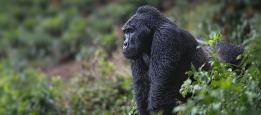 Gorilla Trekking & Beyond: Planning Your Ultimate Uganda Safari in 2026