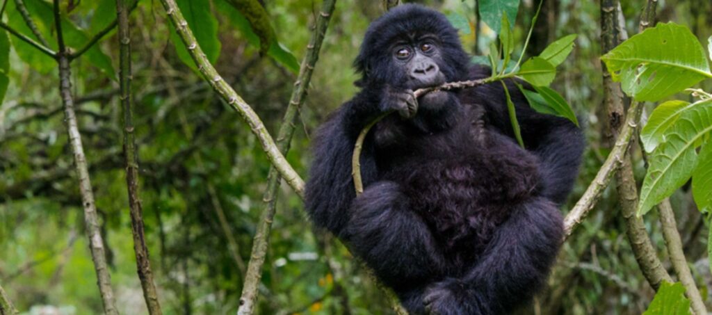 Uganda Safari 2025: Discover the Pearl of Africa’s Hidden Gems