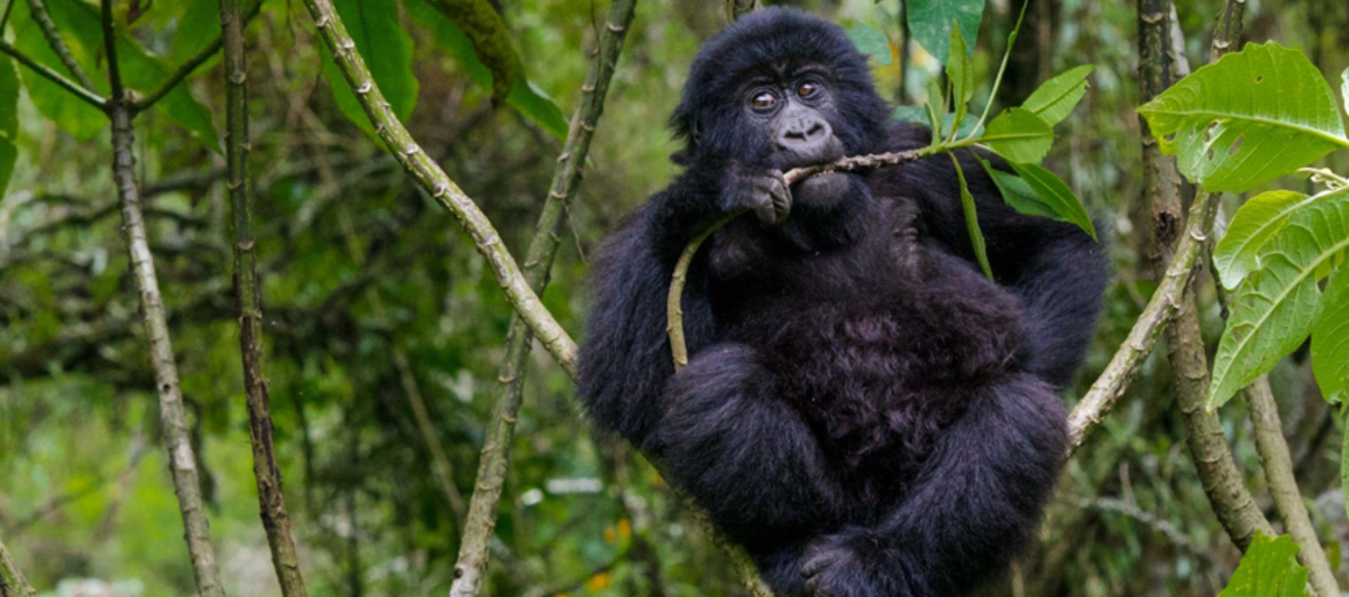 Uganda Safari 2025: Discover the Pearl of Africa’s Hidden Gems