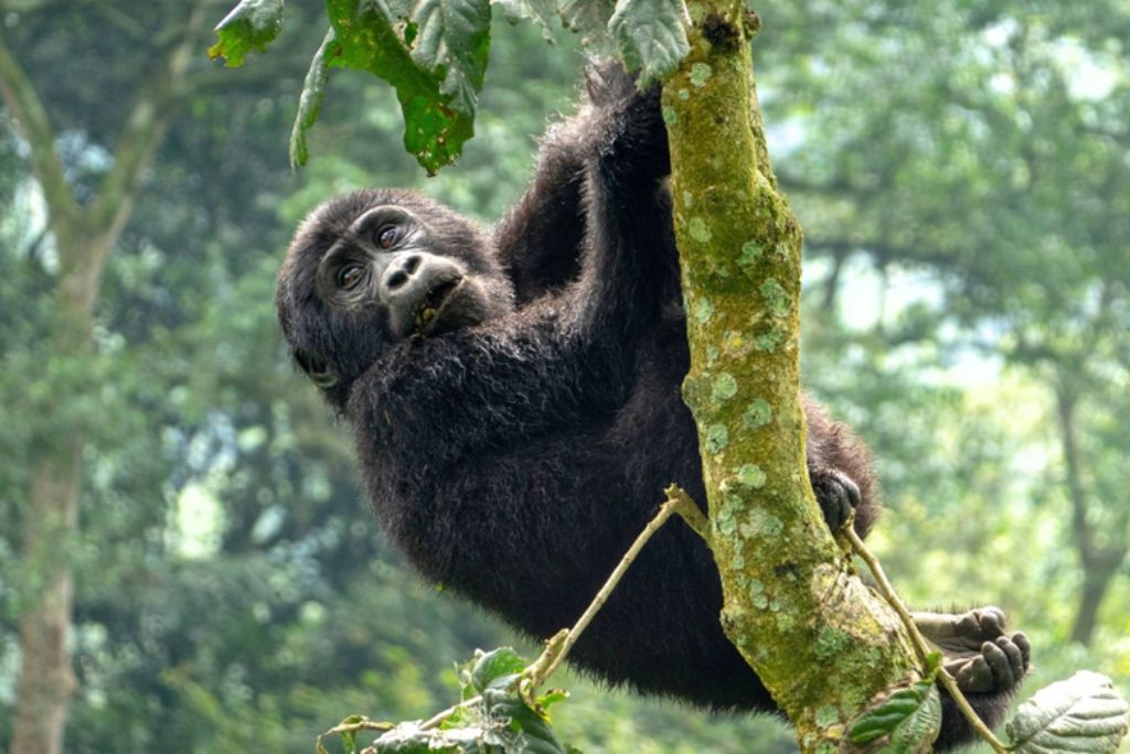 Uganda’s Safari Destinations