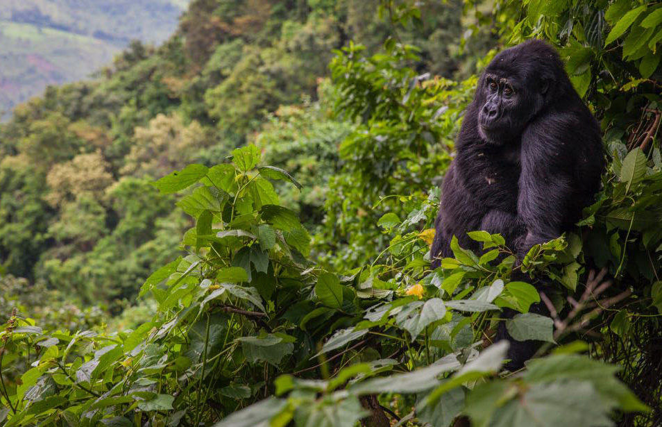 Bwindi Impenetrable National Park