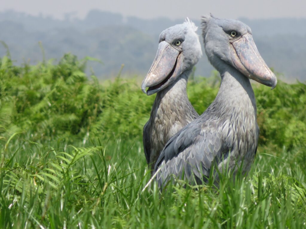 Shoebill Stork Uganda Vivienne Lewis small scaled