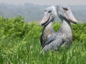 Discover the Shoebill Stock: Why Uganda is the ultimate destination for birders