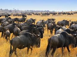 Best time to see the Great Wildebeest migration By Littlerock safaris