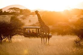 The Wonders of African Sunrise:Why morning is the best time to Safari.
